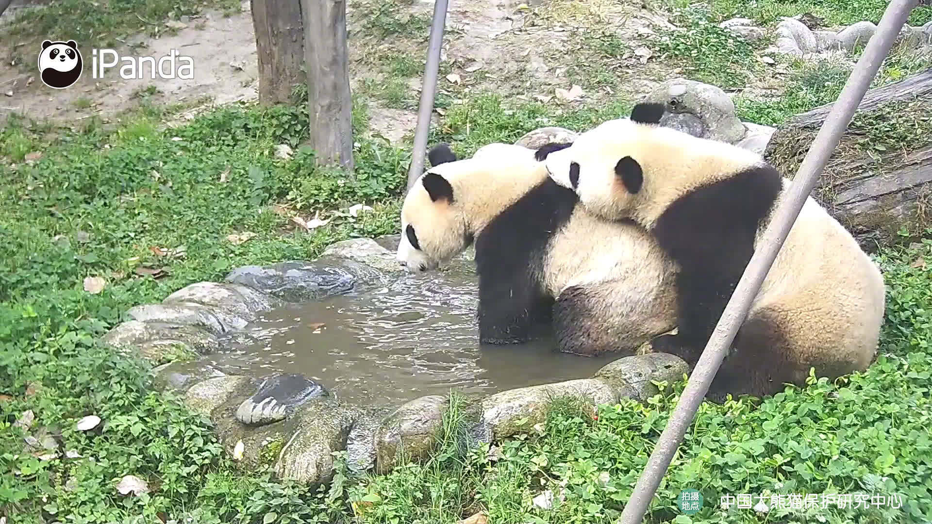 熊界真理: 先撩者该打!